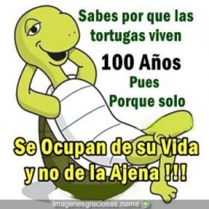 Consejos de un tortuga sabia 